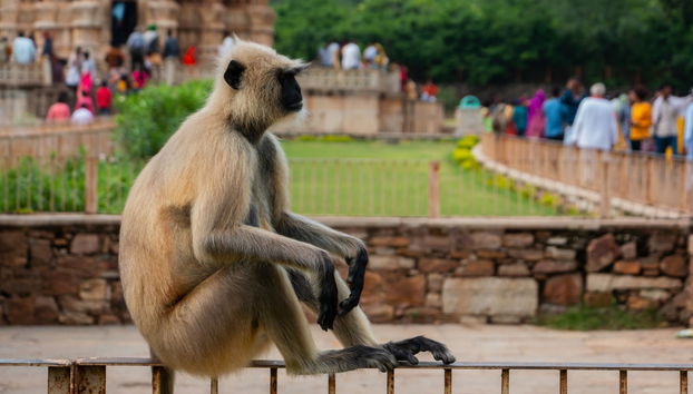 Excursión privada al templo de Brahma y fuerte Chittorgarh - Foto 3