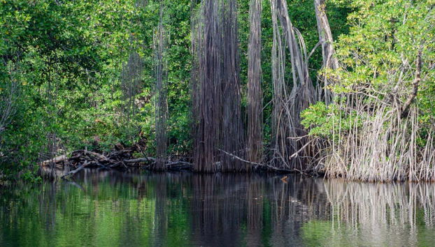 Excursión a Río Negro y Cataratas YS - Foto 4