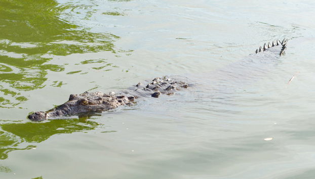 Excursión a Río Negro y Cataratas YS - Foto 3