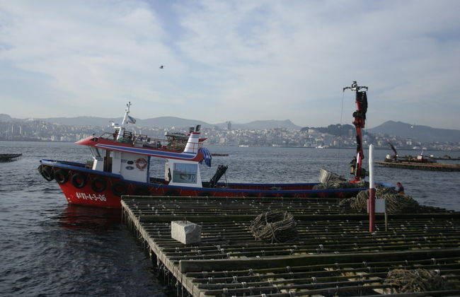 Paseo en barco por la Ría de Vigo + Degustación de mejillones - Photo 5