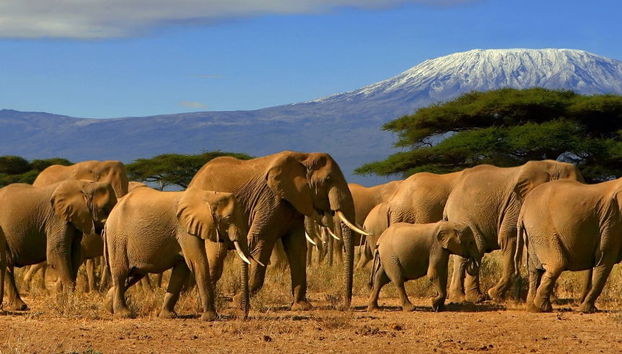 North Tanzania 6 Day Safari - Foto 5