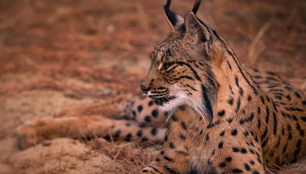Tour en 4x4 por el Parque Nacional de Doñana - Foto 2