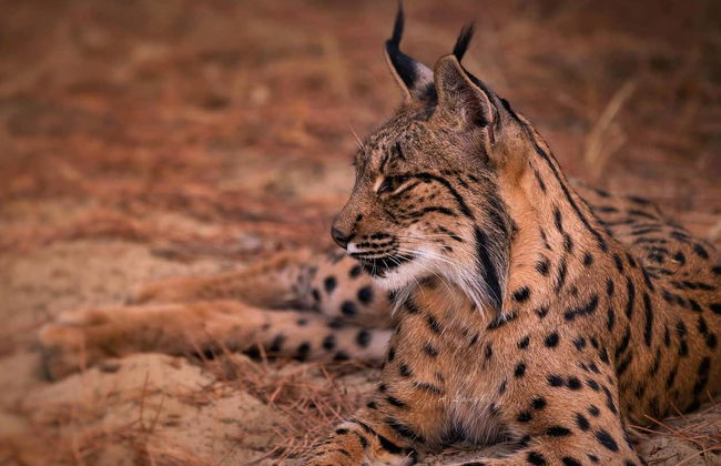 Tour en 4x4 por el Parque Nacional de Doñana - Foto 2
