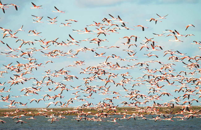 Tour en 4x4 por el Parque Nacional de Doñana - Foto 6