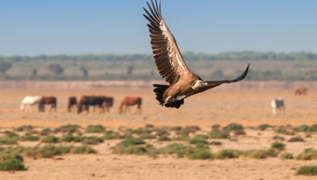 Tour en 4x4 por el Parque Nacional de Doñana - Foto 5
