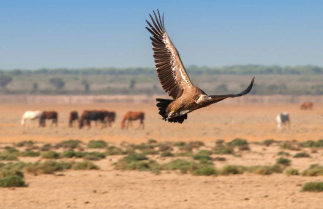 Tour en 4x4 por el Parque Nacional de Doñana - Foto 5