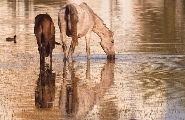 Tour en 4x4 por el Parque Nacional de Doñana - Foto 1