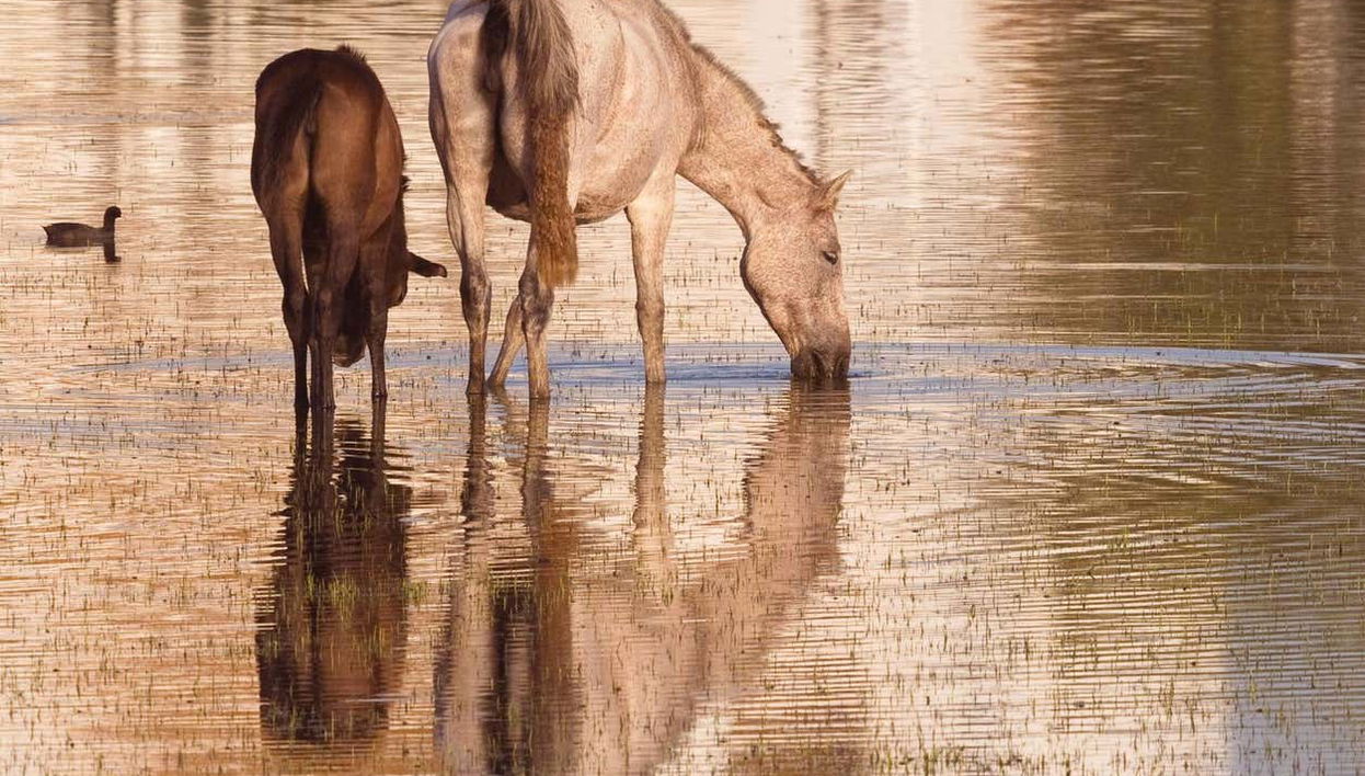 Tour en 4x4 por el Parque Nacional de Doñana - Foto 1