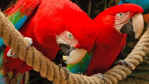 A pair of macaws in the Jungle Park