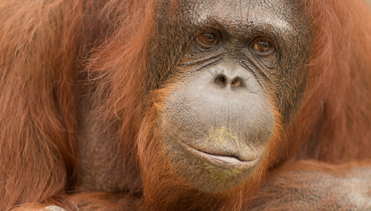 Jungle Park Entrance Ticket