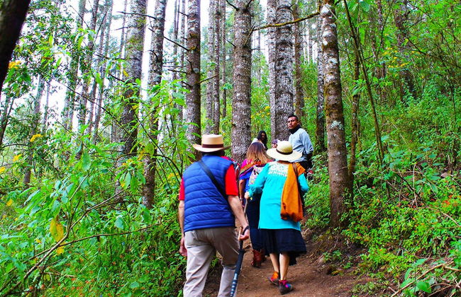 Excursión al Santuario de la Mariposa Monarca - Foto 4