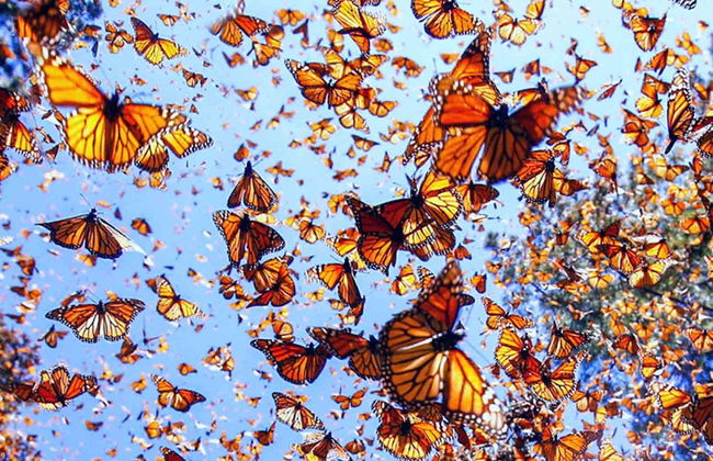 Excursión al Santuario de la Mariposa Monarca - Foto 6