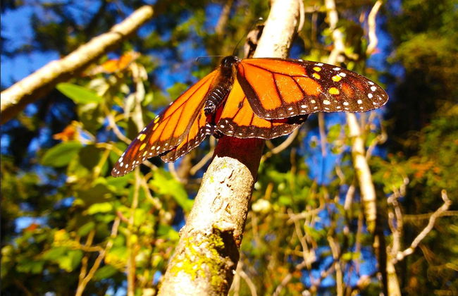 Excursión al Santuario de la Mariposa Monarca - Foto 2