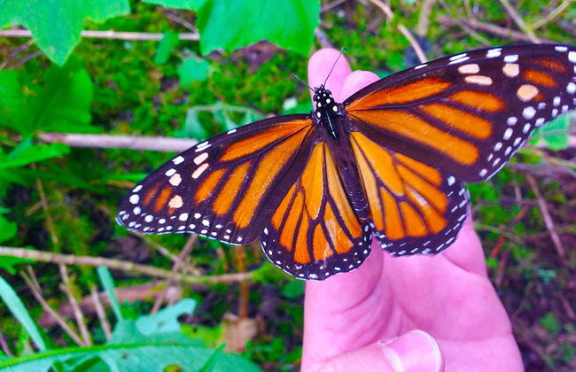 Excursión al Santuario de la Mariposa Monarca - Foto 5
