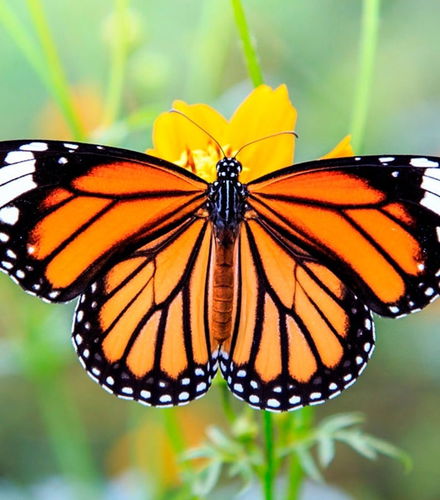 Foto de Excursión al Santuario de la Mariposa Monarca