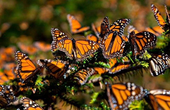 Excursión al Santuario de la Mariposa Monarca - Foto 7