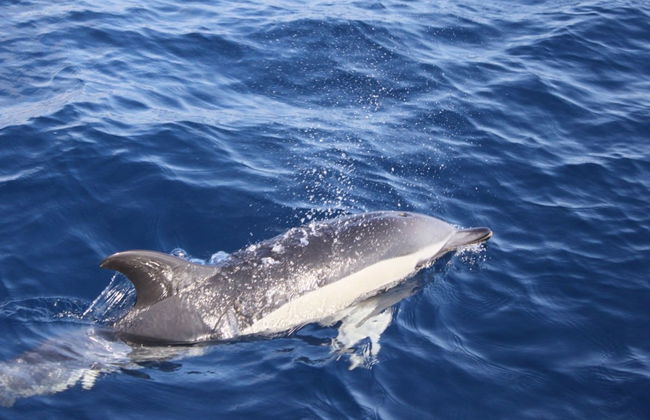 Avistamiento de delfines - Foto 2