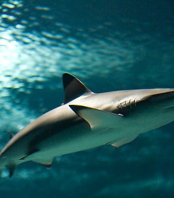 Photo - Billet pour l&apos;Aquarium de Costa Teguise