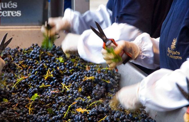 Visita a las bodegas Marqués de Cáceres - Foto 7