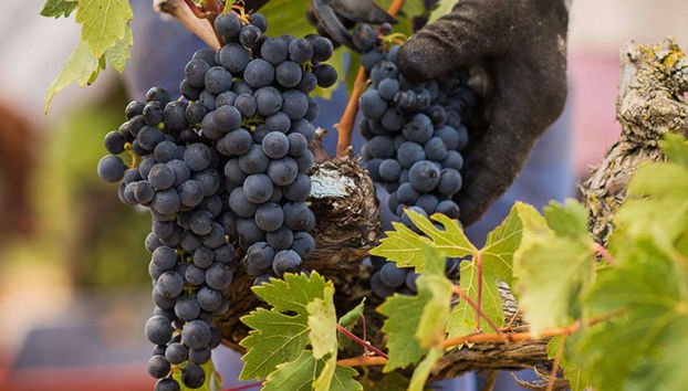 Tour in Cenicero - Photo 2