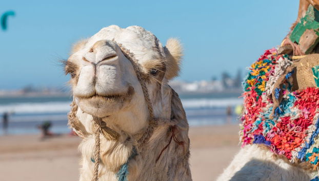 Tour en quad + Paseo en camello - Foto 4