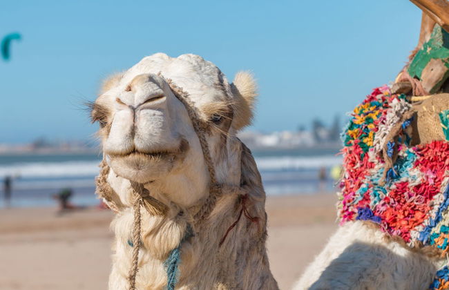 Quad Tour + Camel Ride - Foto 4