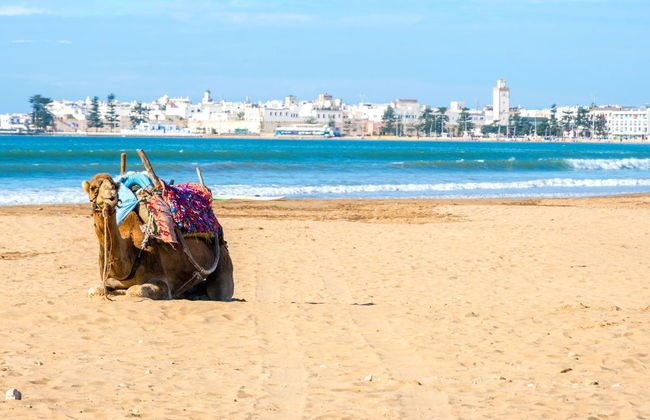 Quad Tour + Camel Ride - Foto 7
