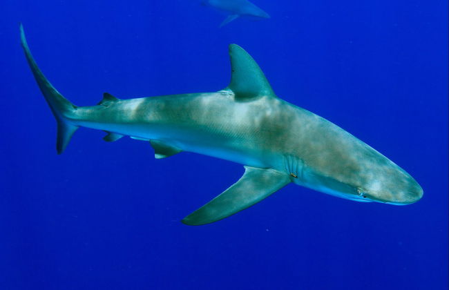 Snorkeling with Galapagos Sharks - Photo 7