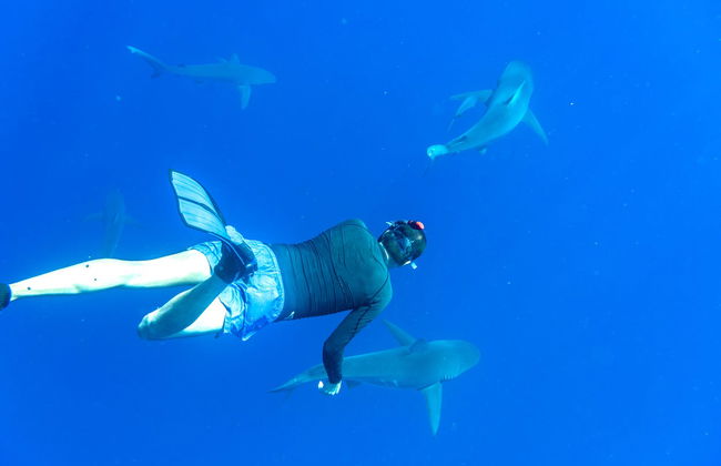 Snorkeling with Galapagos Sharks - Photo 1