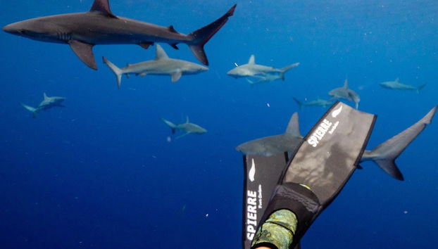 Snorkeling avec les requins des Galapagos sur l'île Lord Howe - Photo 3