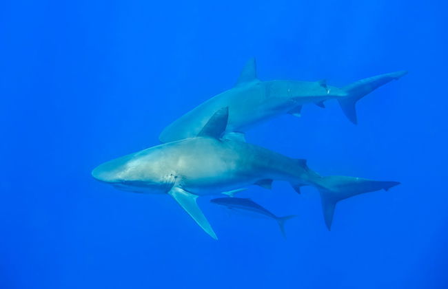 Snorkeling with Galapagos Sharks - Photo 6