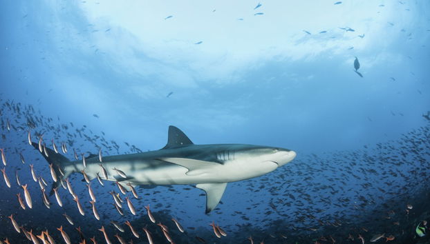Snorkeling avec les requins des Galapagos sur l'île Lord Howe - Photo 2