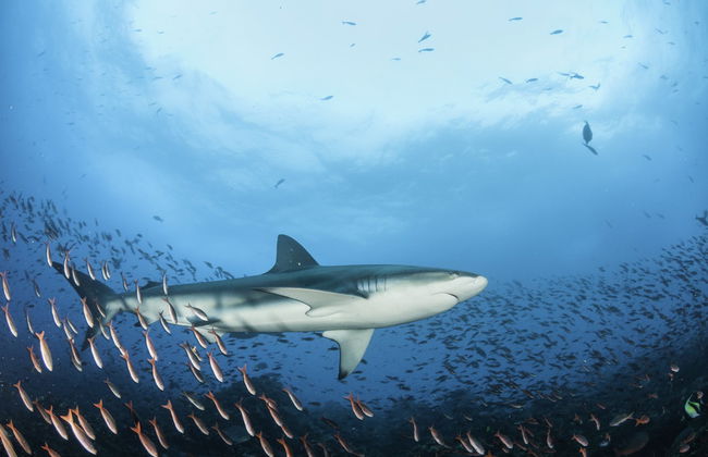 Snorkeling with Galapagos Sharks - Photo 2