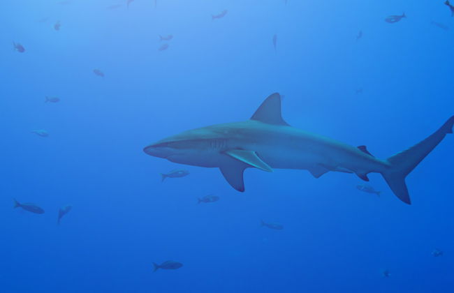 Snorkel con tiburones de Galápagos en la isla de Lord Howe - Foto 2