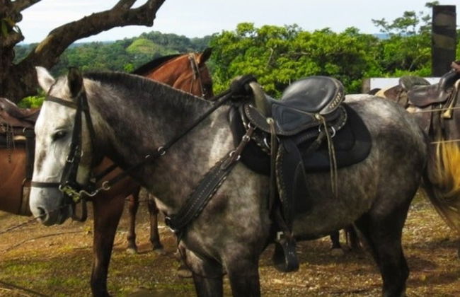 Kayaking and Horse Riding Trip to Gatun Lake - Foto 4