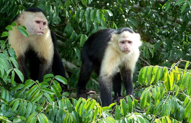 Kayaking and Horse Riding Trip to Gatun Lake - Foto 7