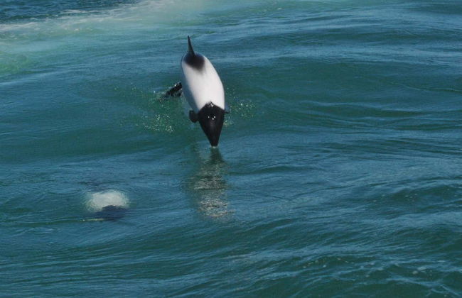 Avistamento de golfinhos em Puerto Rawson - Foto 2