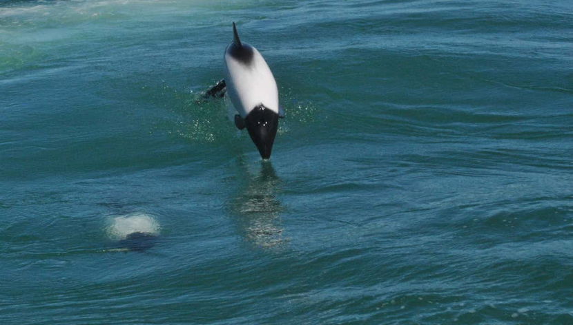Dolphin Watching in Puerto Rawson - Foto 2