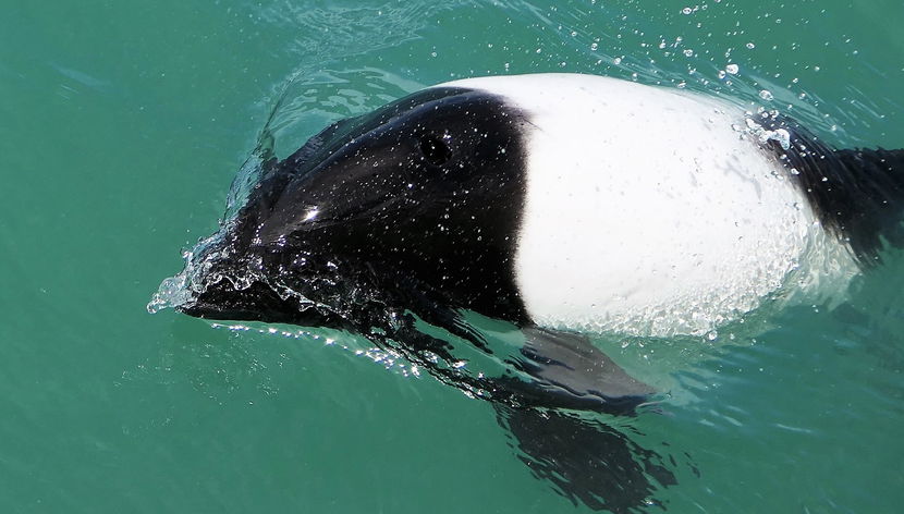 Dolphin Watching in Puerto Rawson - Foto 3