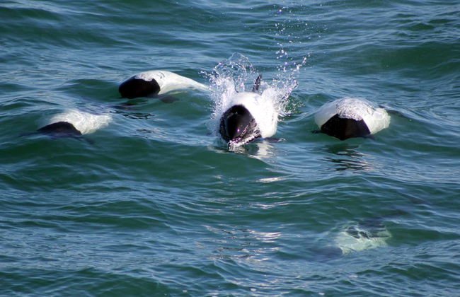 Avistamento de golfinhos em Puerto Rawson - Foto 1