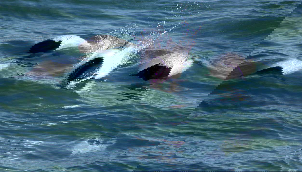 Dolphin Watching in Puerto Rawson - Foto 1