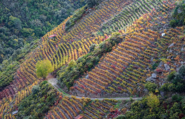 Visita a la bodega Regina Viarum - Foto 6