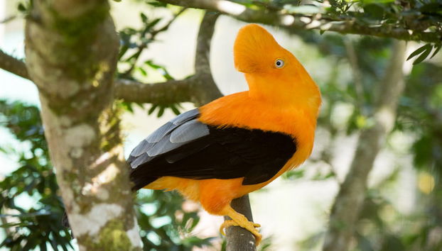Excursión a Oxapampa y Parque Nacional Yanachaga - Foto 5