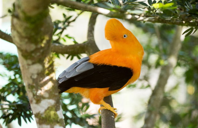 Oxapampa & Yanachaga National Park Trip - Photo 5