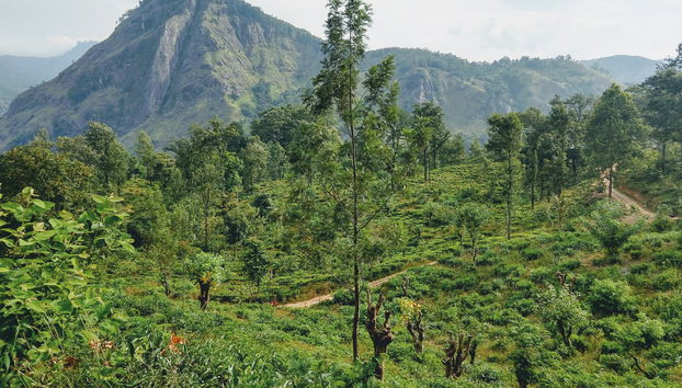 Ella Private Tour - Photo 3