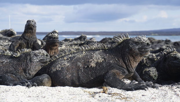Crucero de 4 días por el sur de las islas Galápagos - Foto 3