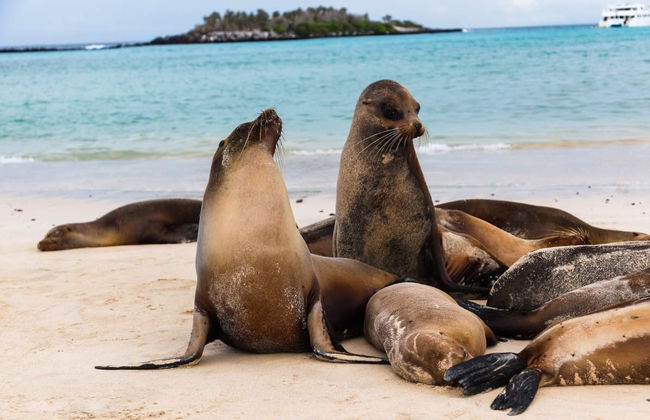 Crucero de 4 días por el sur de las islas Galápagos - Foto 6