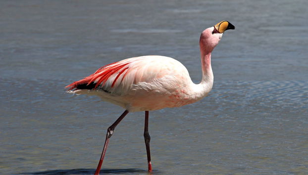 Sechura Day Trip + Sandboarding - Foto 4