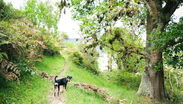 Randonnée vers le canyon de Combeima et Casa Loma - Photo 3