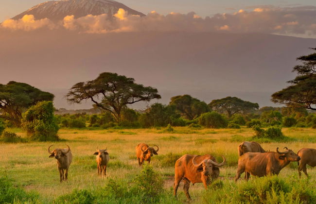 2-Day Amboseli National Park Private Safari - Photo 5